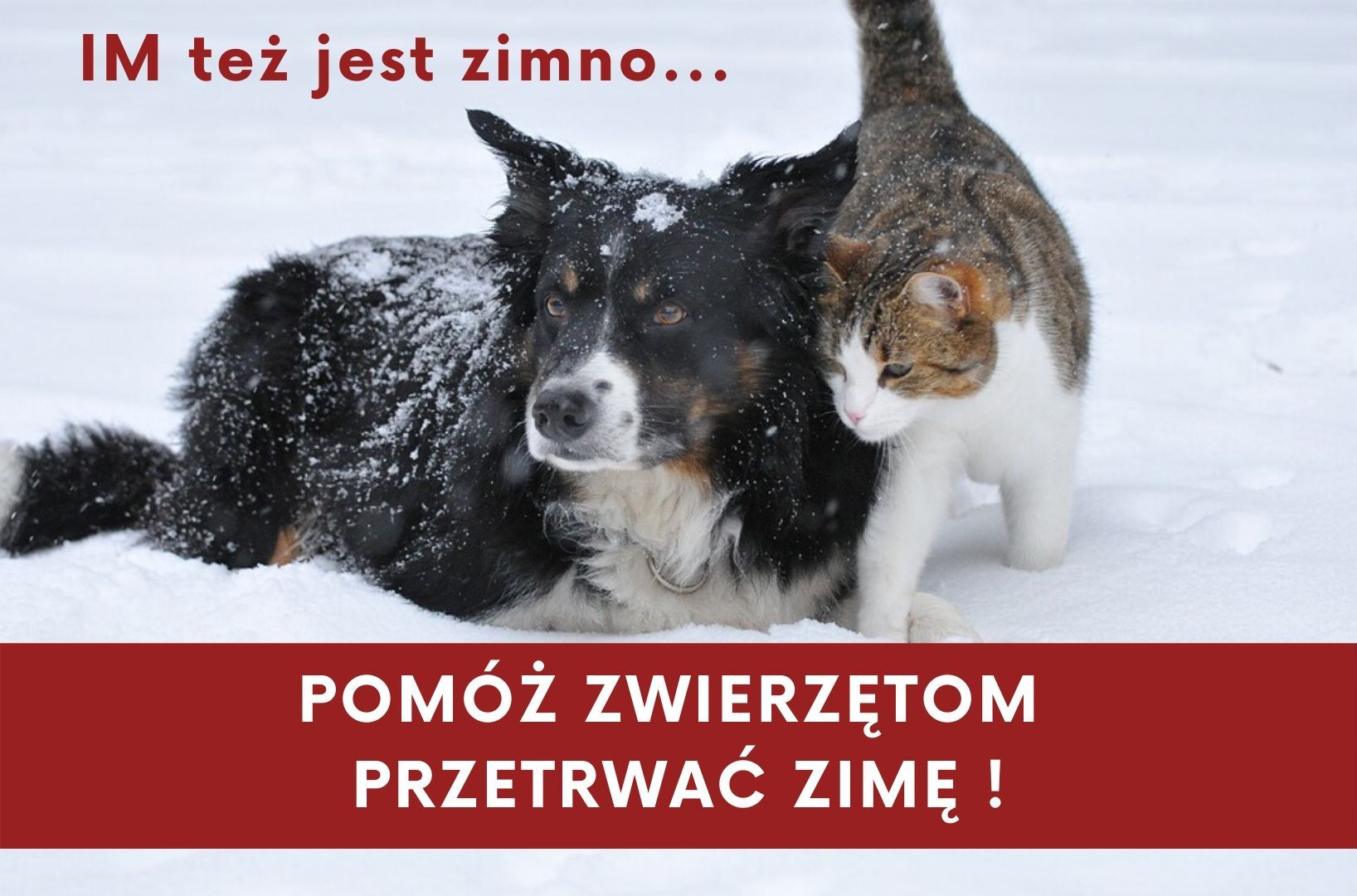 Napisz Trzy Przykłady Jak Można Pomóc Zwierzętom Przetrwać Zimę Pomóż zwierzętom przetrwać zimę | Aktualności