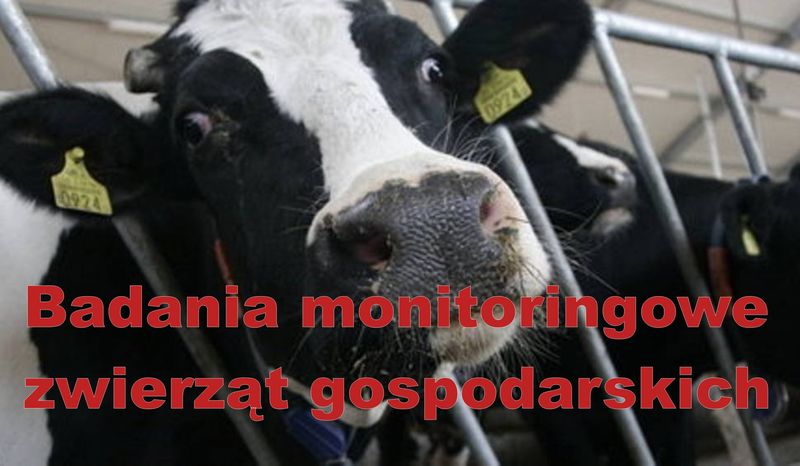 Badania monitoringowe zwierząt gospodarskich - informacja Powiatowego Lekarza Weterynarii - zdjęcie główne