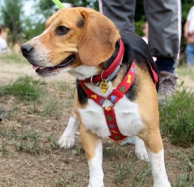 Spotkanie turystów na Sałaszu -  Odkryj Beskid Wyspowy 2019 - Galeria zdjęć - IMG_2026 (Kopiowanie).JPG