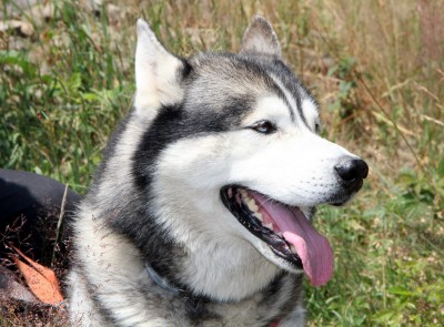 Spotkanie turystów na Sałaszu -  Odkryj Beskid Wyspowy 2019 - Galeria zdjęć - IMG_2227 (Kopiowanie).JPG