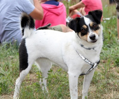 Spotkanie turystów na Sałaszu -  Odkryj Beskid Wyspowy 2019 - Galeria zdjęć - IMG_1980 (Kopiowanie).JPG