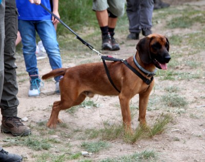 Spotkanie turystów na Sałaszu -  Odkryj Beskid Wyspowy 2019 - Galeria zdjęć - IMG_1974 (Kopiowanie).JPG